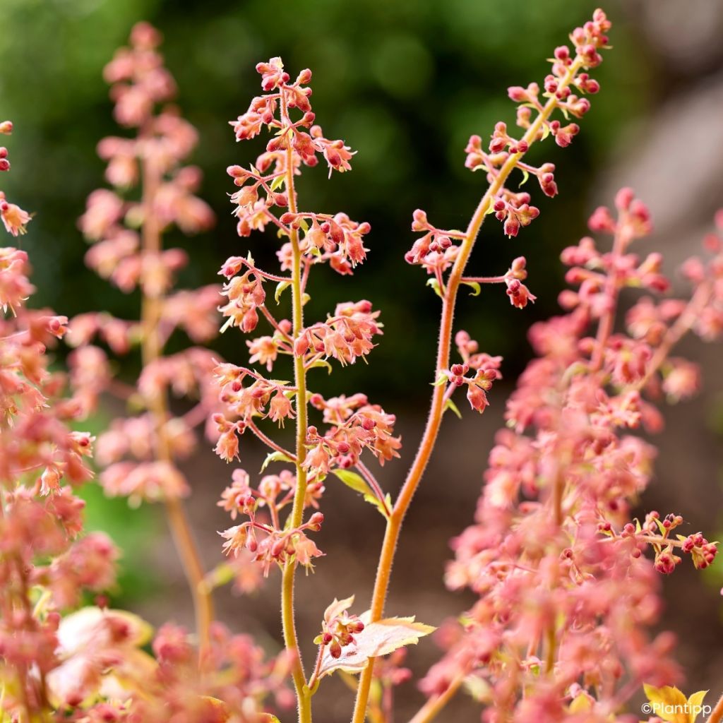 Heuchera Eternal Flame - Campana de coral