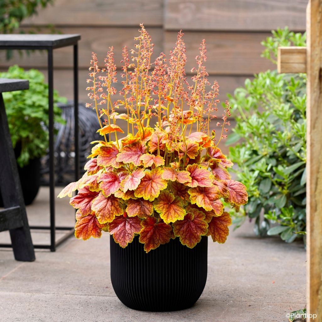 Heuchera Eternal Flame - Campana de coral