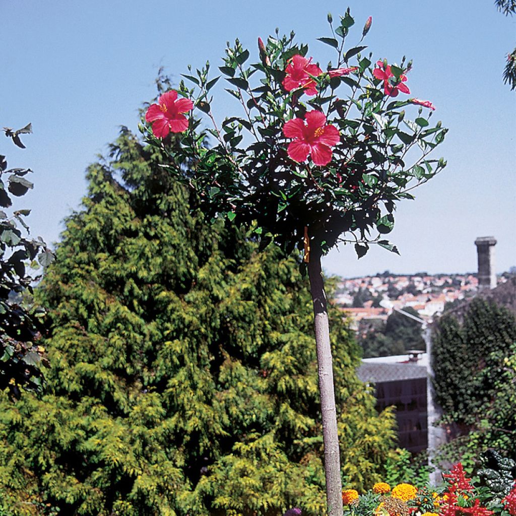Hibiscus Sunny Cities Premiere Red - Rosa de China