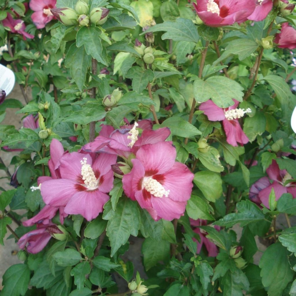 Altea Woodbridge - Hibiscus syriacus