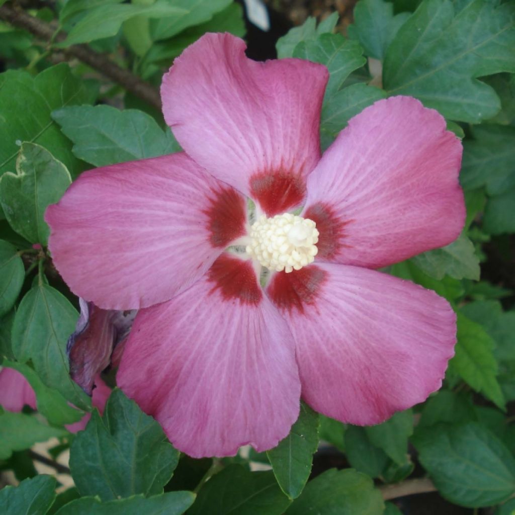 Altea Woodbridge - Hibiscus syriacus