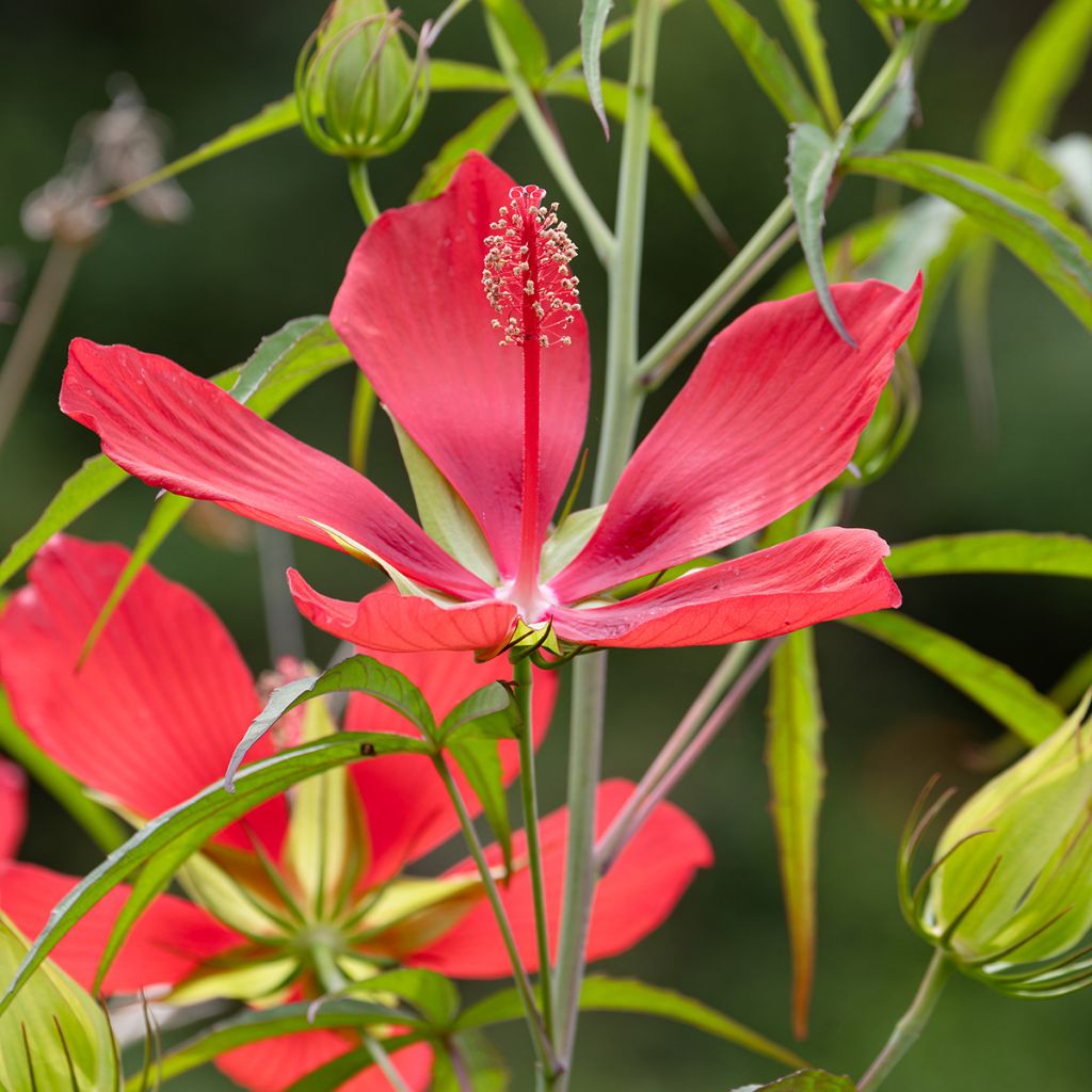 Hibiscus coccineus - Hibisco escarlata