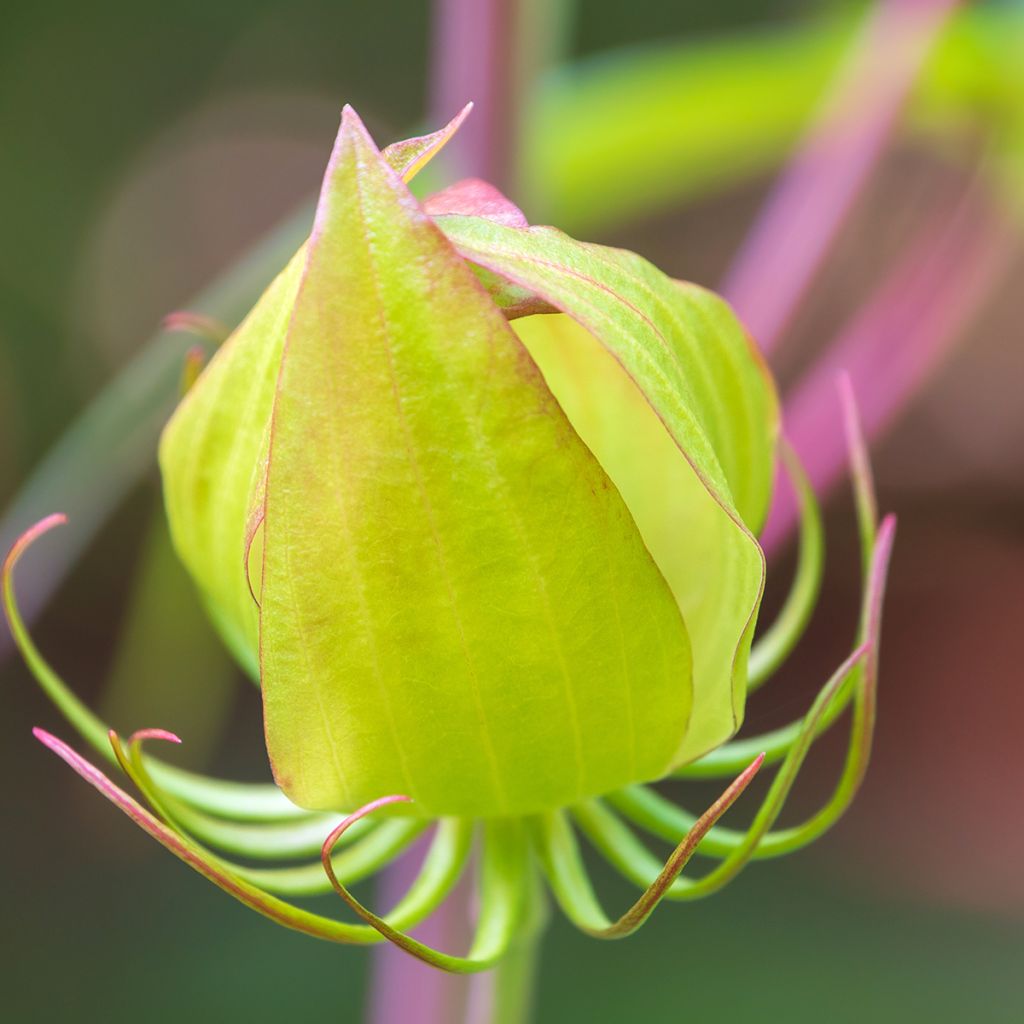 Hibiscus coccineus - Hibisco escarlata