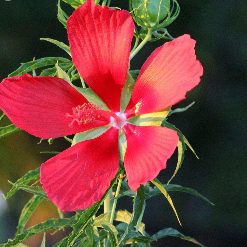 Hibiscus coccineus - Hibisco escarlata