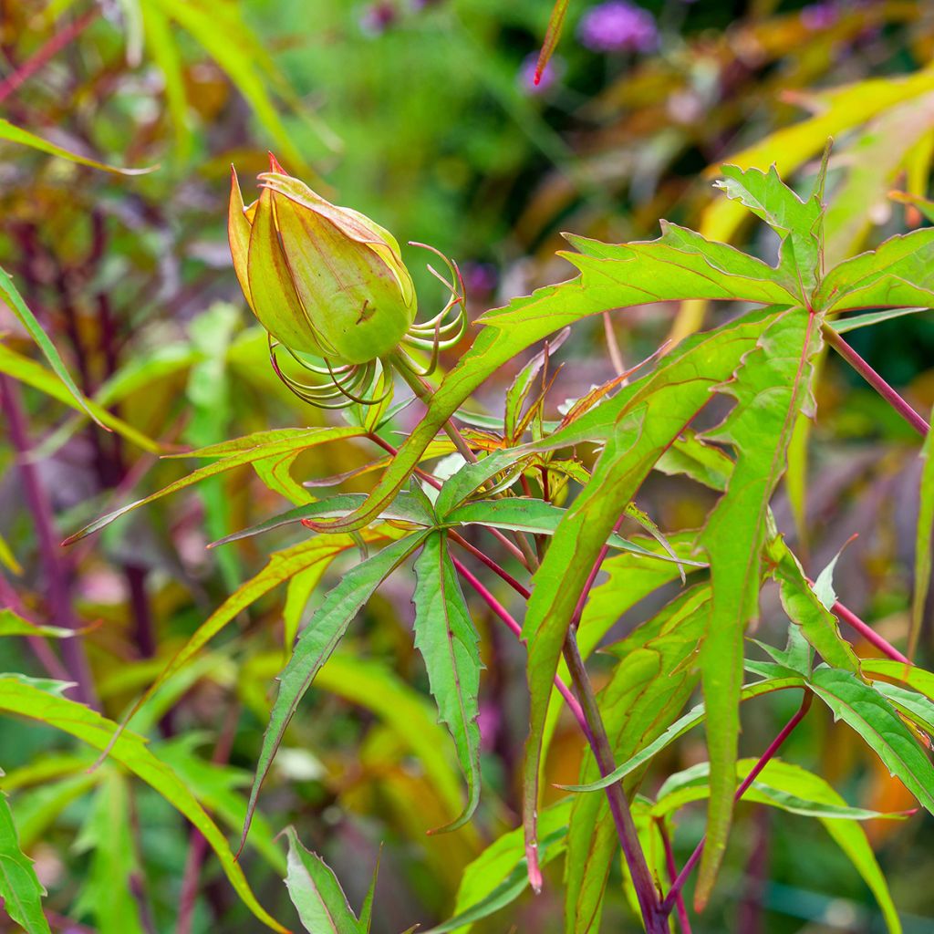 Hibiscus coccineus - Hibisco escarlata