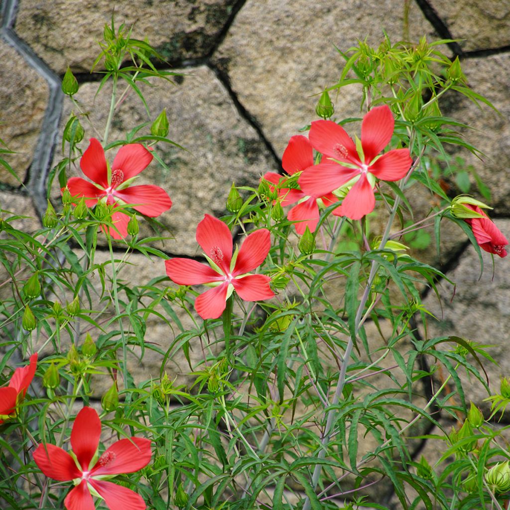 Hibiscus coccineus - Hibisco escarlata