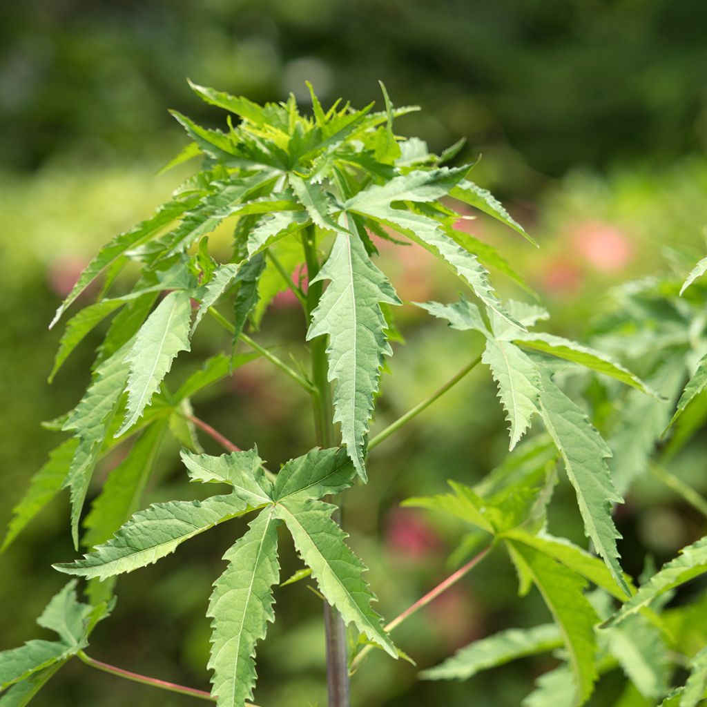 Hibiscus coccineus - Hibisco escarlata