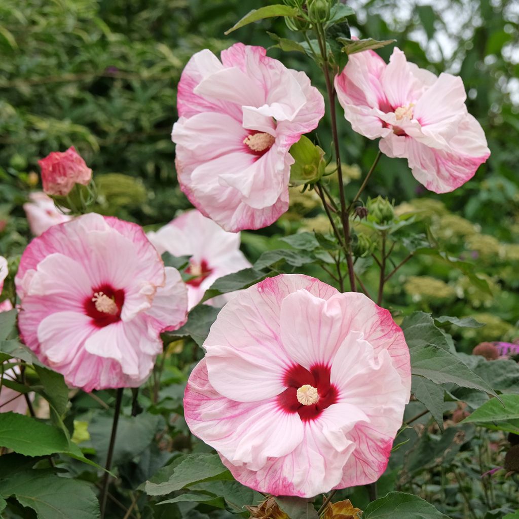 Hibiscus moscheutos Cherry Cheesecake - Hibisco moschetos