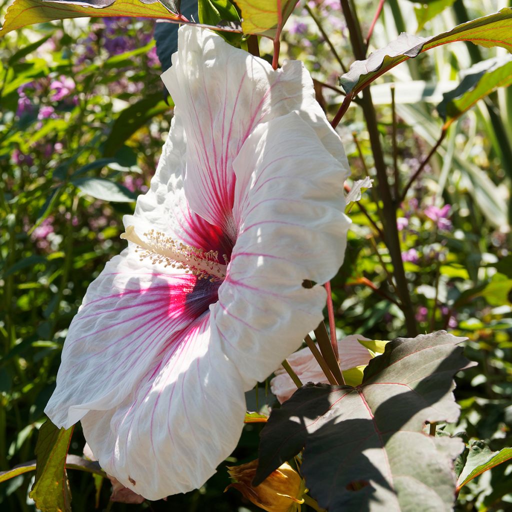 Hibiscus moscheutos Joli Coeur - Hibisco moschetos