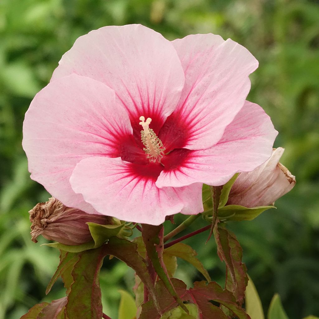 Hibiscus moscheutos Pink Candy - Hibisco moschetos