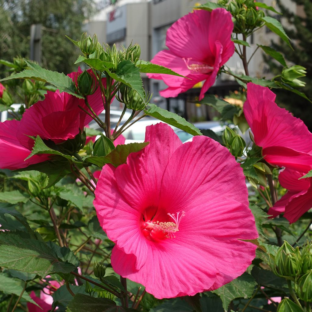 Hibiscus moscheutos Rosa - Hibisco moschetos