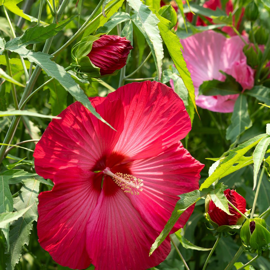 Hibiscus moscheutos Red - Hibisco moschetos