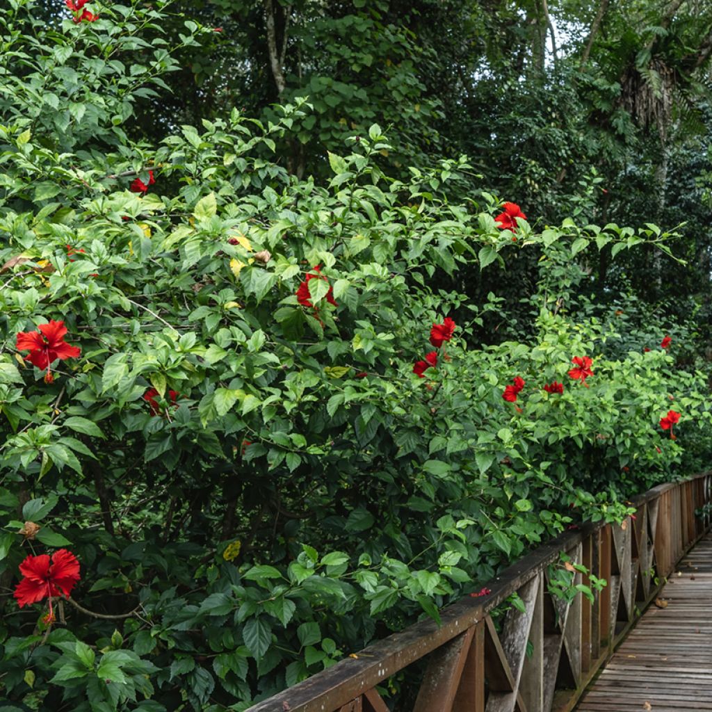 Hibiscus rosa-sinensis - Rosa de China