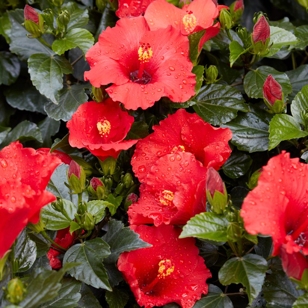 Hibiscus rosa-sinensis - Rosa de China