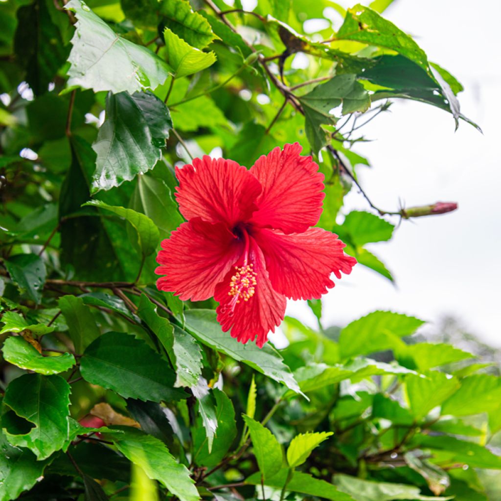 Hibiscus rosa-sinensis - Rosa de China
