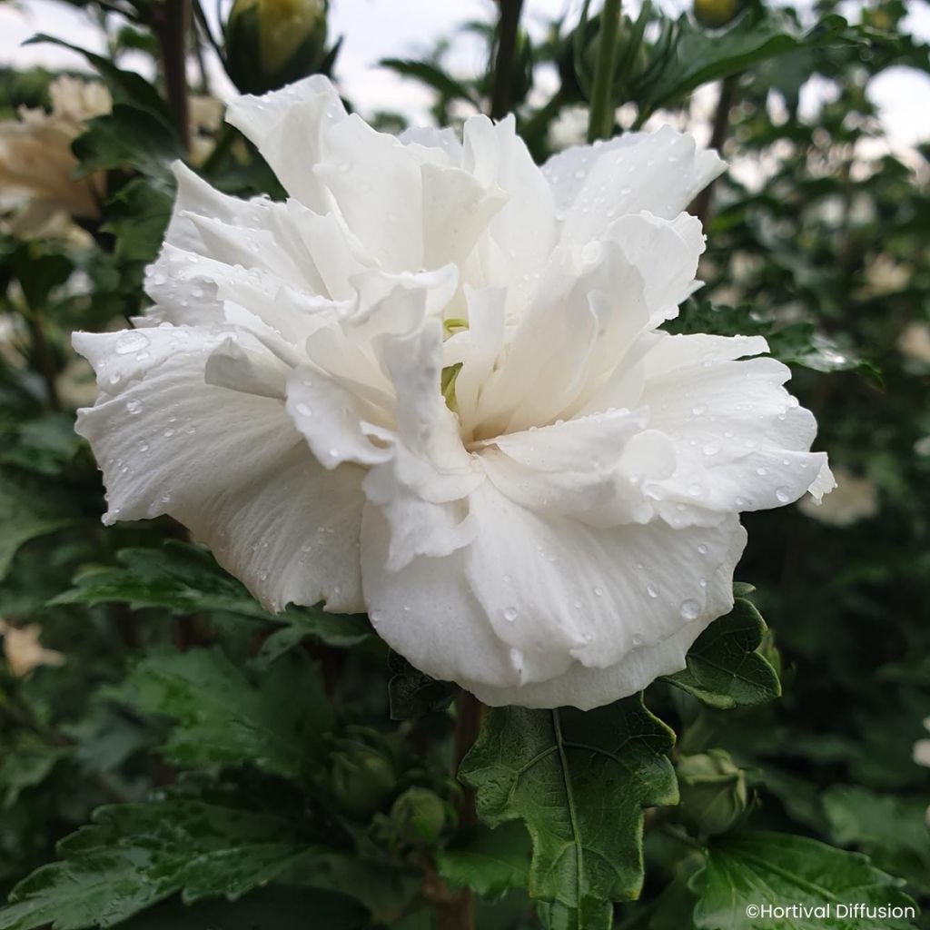 Hibiscus syriacus French Cabaret White - Rosa de Siria