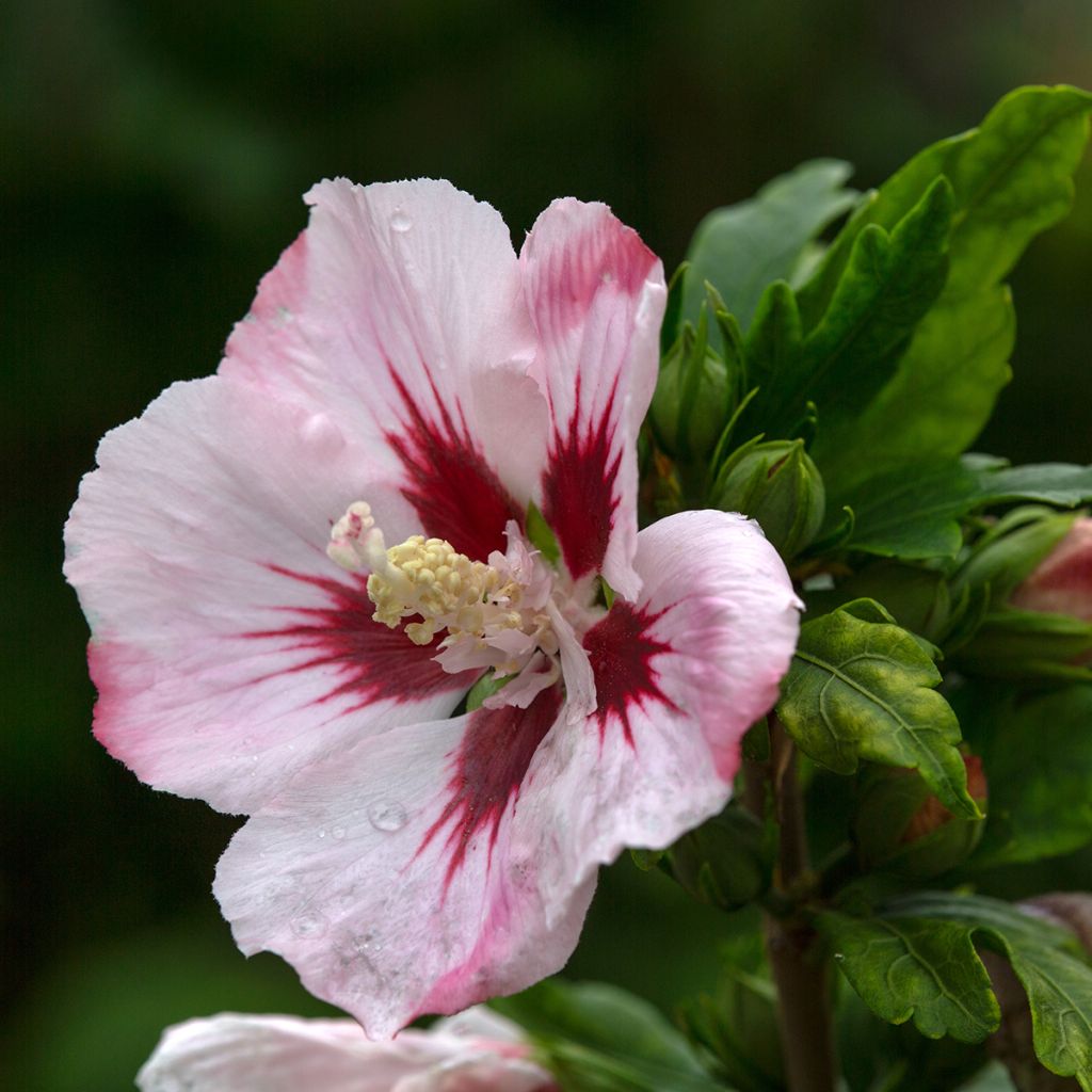 Hibiscus syriacus Hamabo - Altea