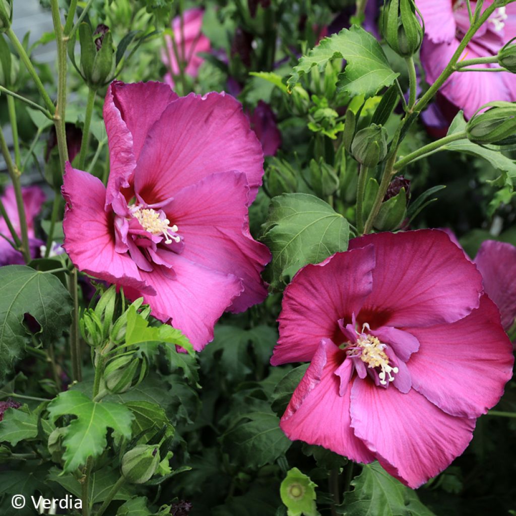 Hibiscus syriacus Hibisa Sangria - Rosa de Siria