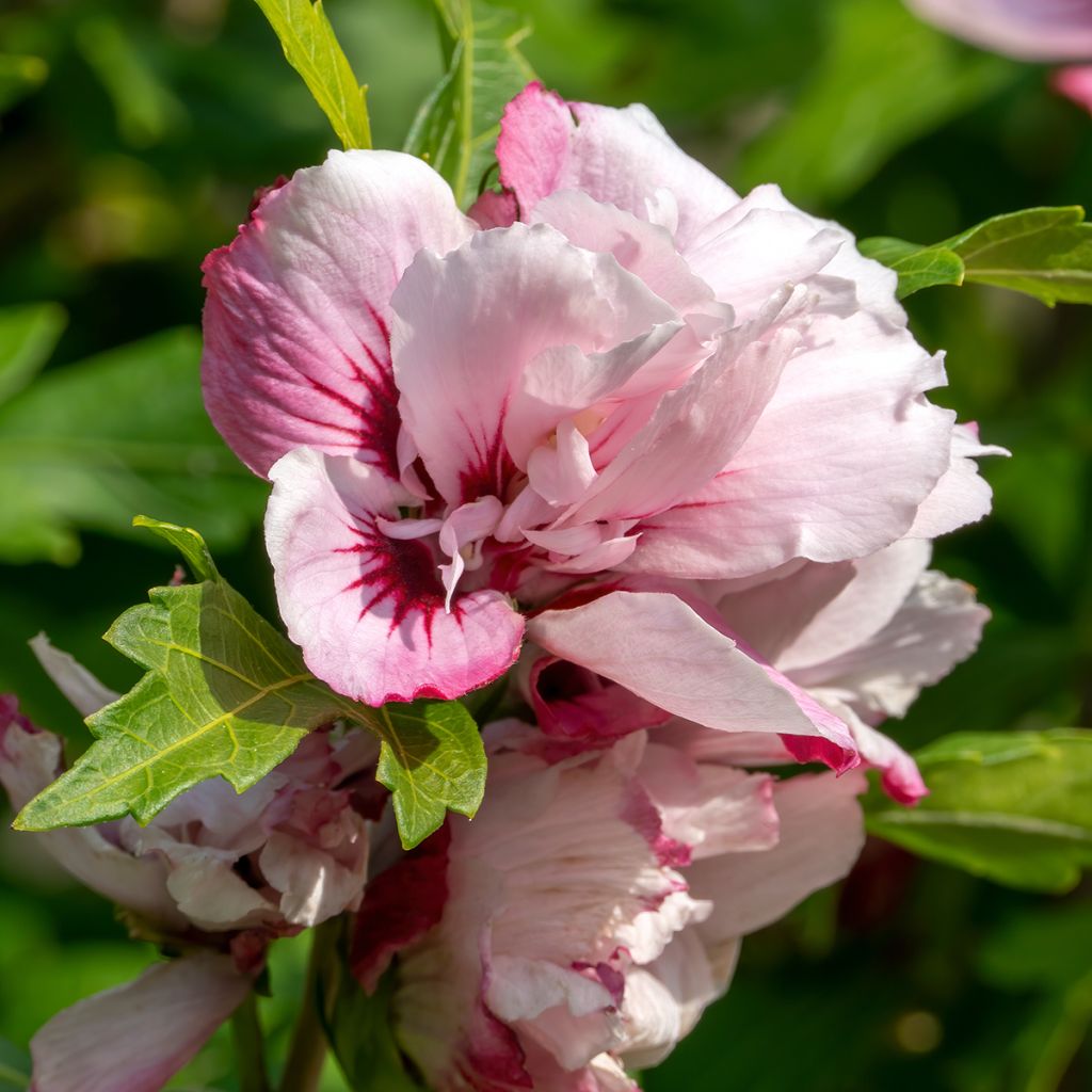 Altea Lady Stanley - Hibiscus syriacus