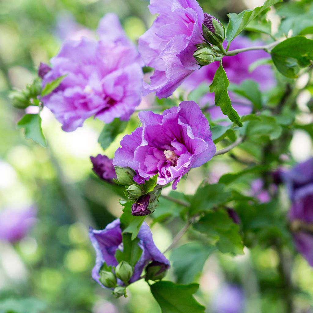 Altea Lavender Chiffon - Hibiscus syriacus