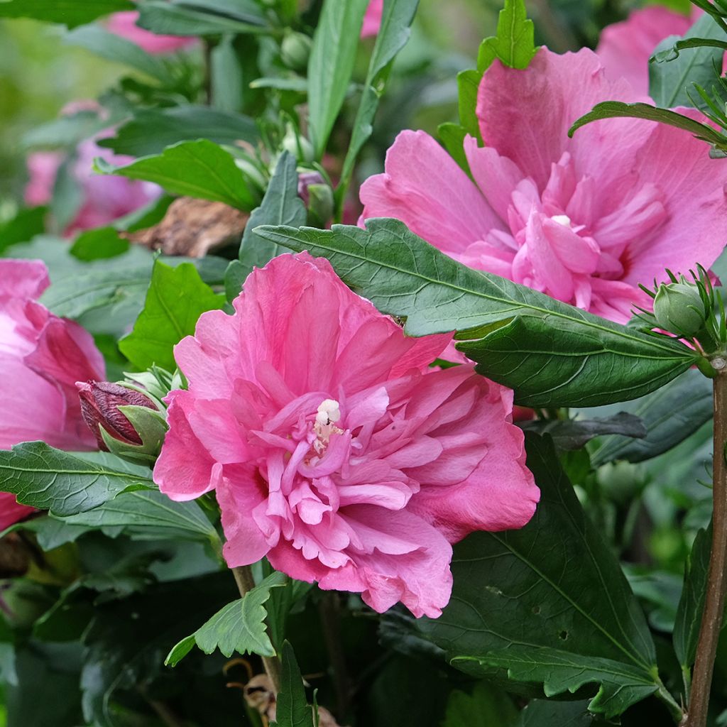 Altea Magenta Chiffon - Hibiscus syriacus