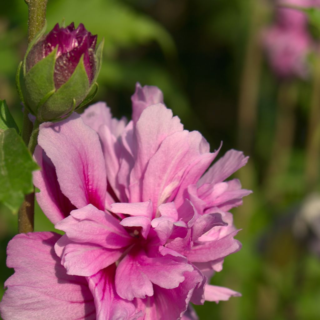 Altea Magenta Chiffon - Hibiscus syriacus