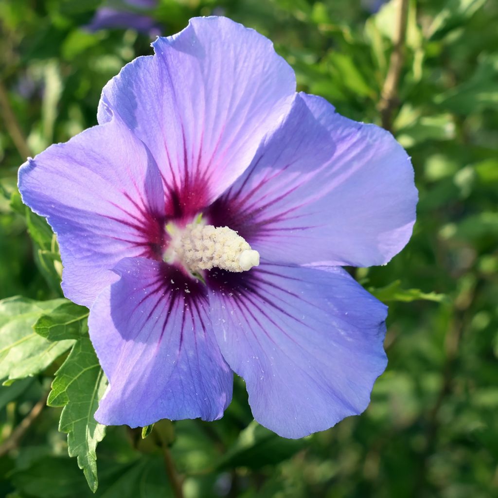 Altea Marina - Hibiscus syriacus