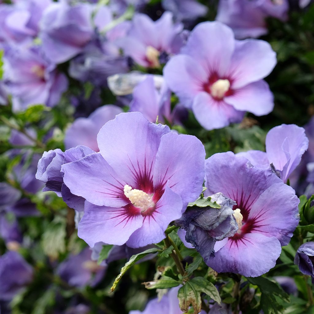 Altea Marina - Hibiscus syriacus