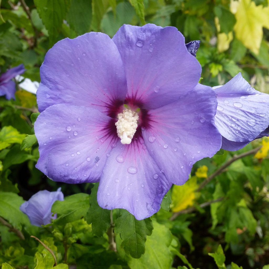 Altea Marina - Hibiscus syriacus