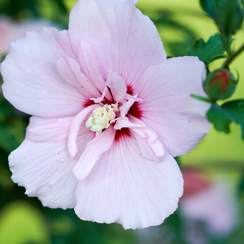 Altea Pink Chiffon - Hibiscus syriacus