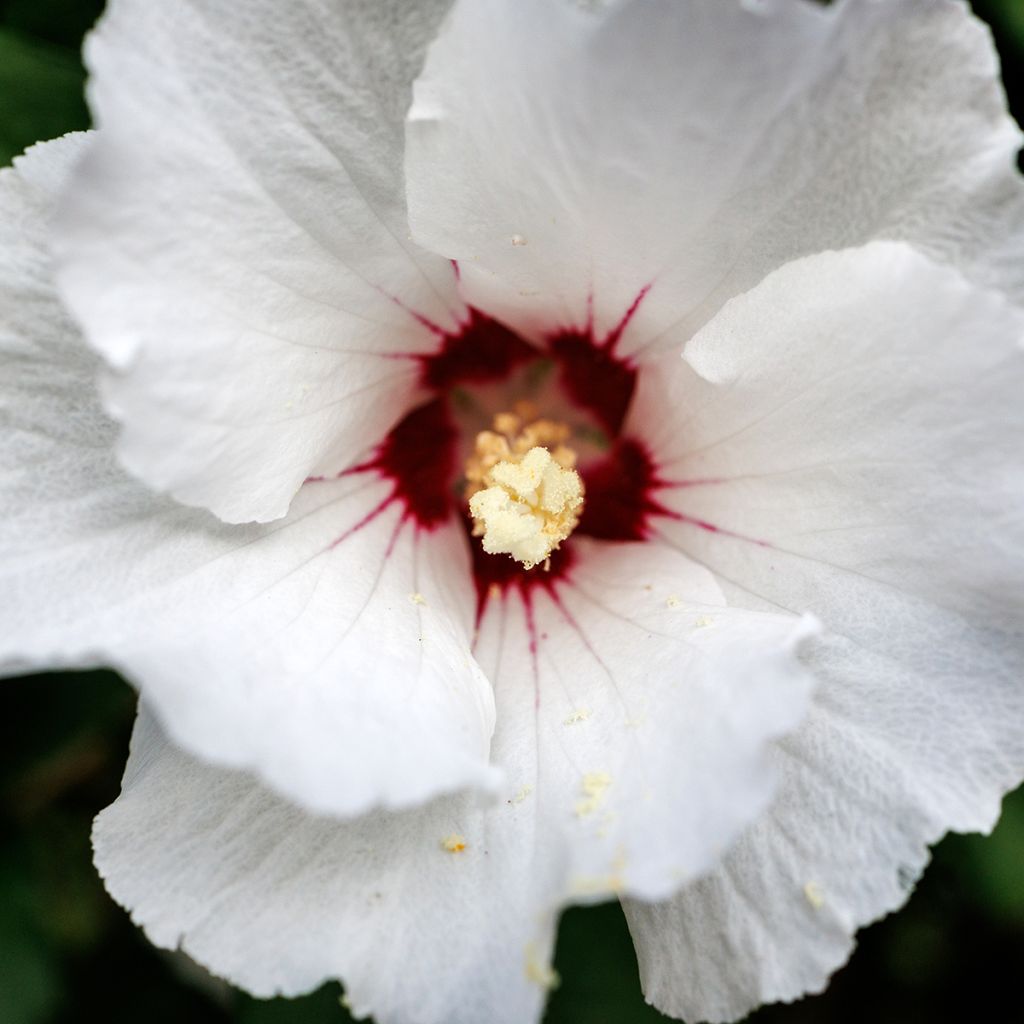 Altea Red Heart - Hibiscus syriacus