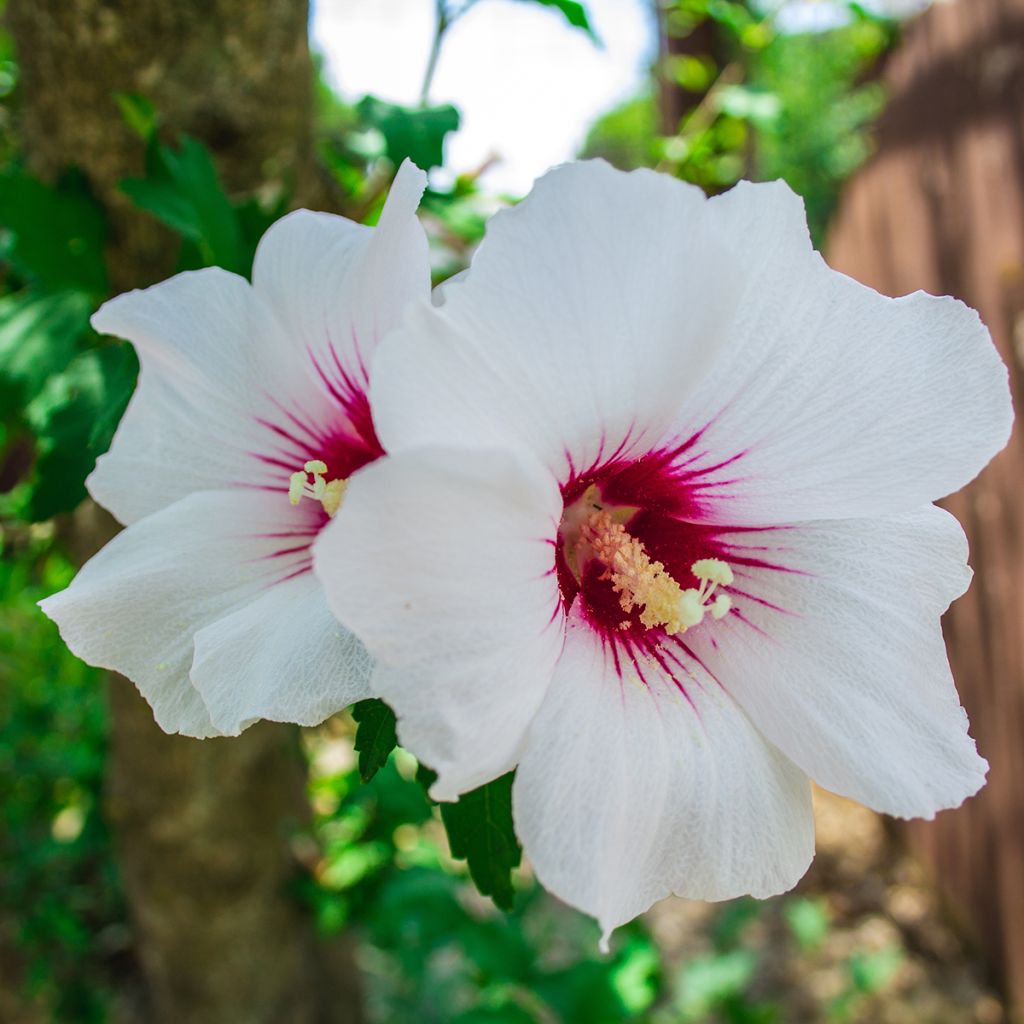 Altea Red Heart - Hibiscus syriacus