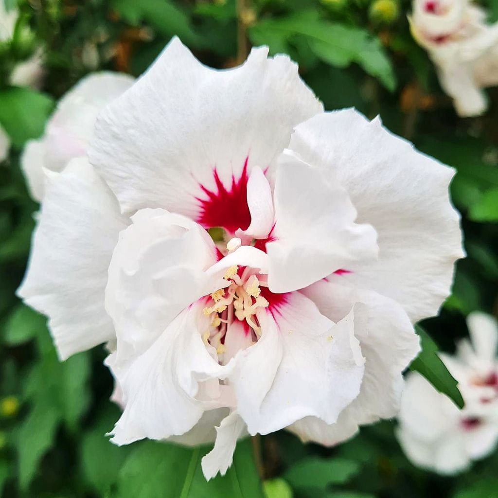 Hibiscus syriacus Speciosus - Altea