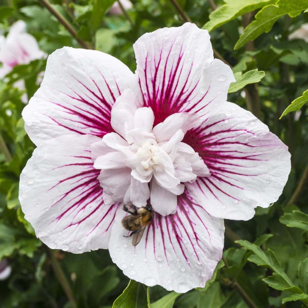 Hibiscus syriacus Starburst Chiffon - Althéa