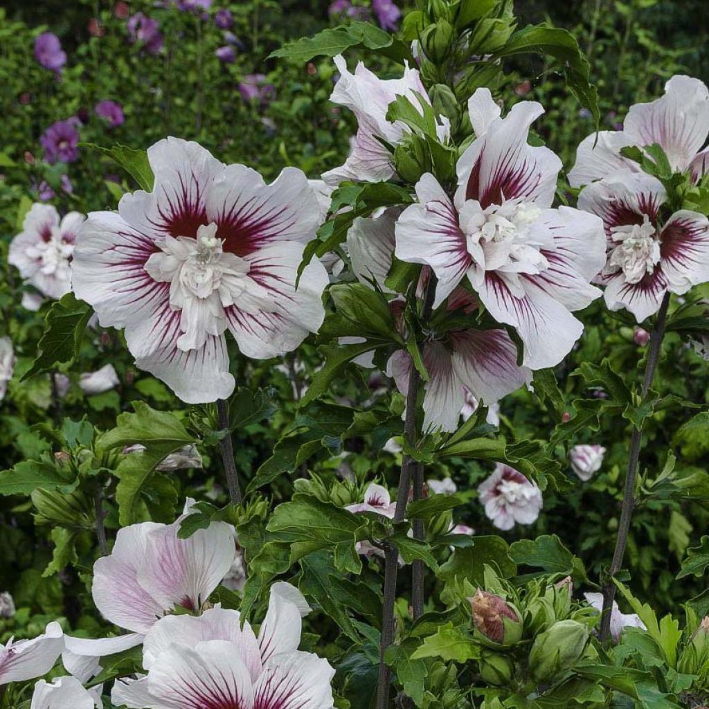 Hibiscus syriacus Starburst Chiffon - Althéa