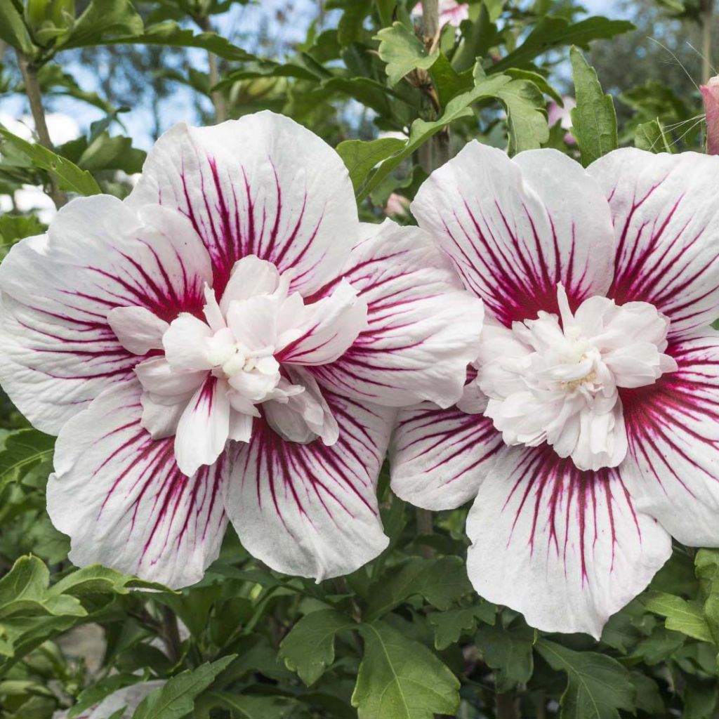 Hibiscus syriacus Starburst Chiffon - Althéa