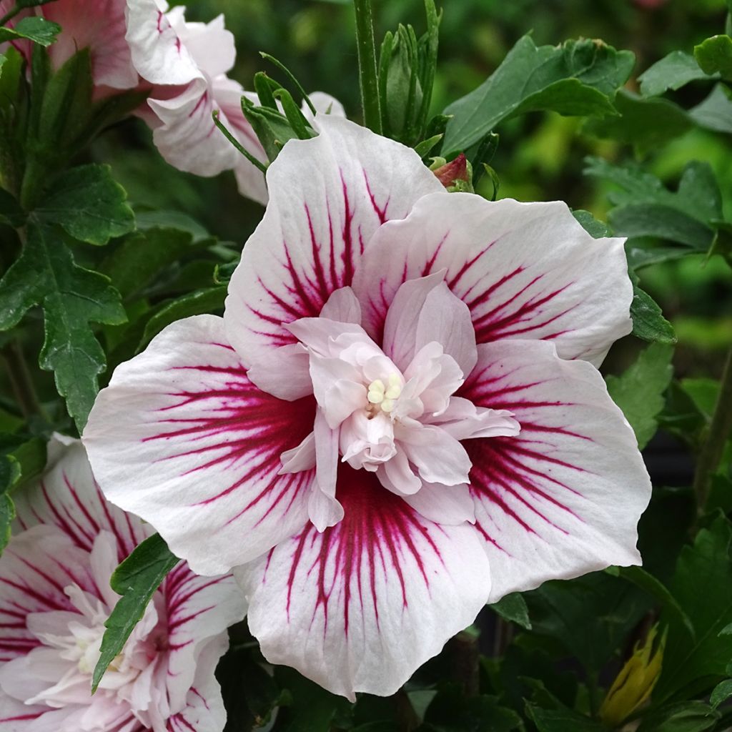Hibiscus syriacus Starburst Chiffon - Althéa
