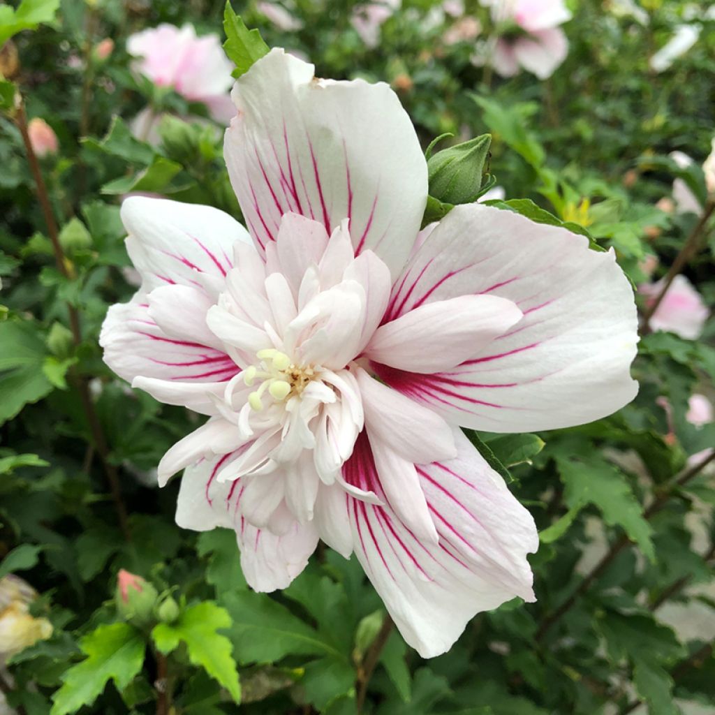 Hibiscus syriacus Starburst Chiffon - Althéa