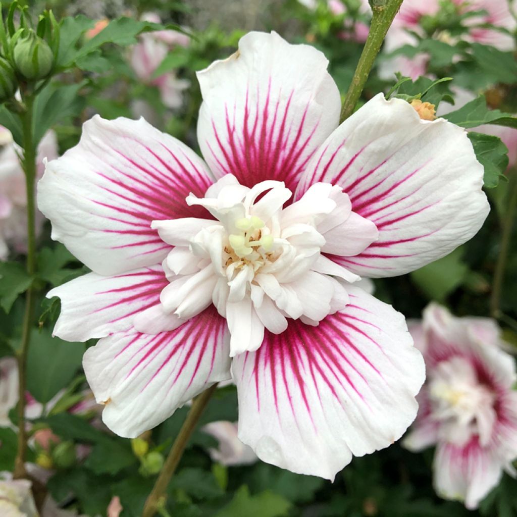 Hibiscus syriacus Starburst Chiffon - Althéa