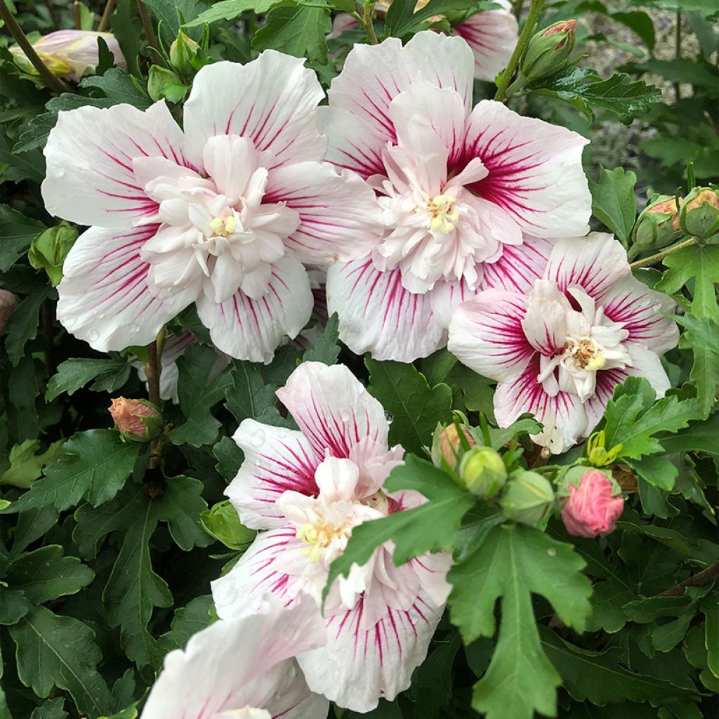 Hibiscus syriacus Starburst Chiffon - Althéa