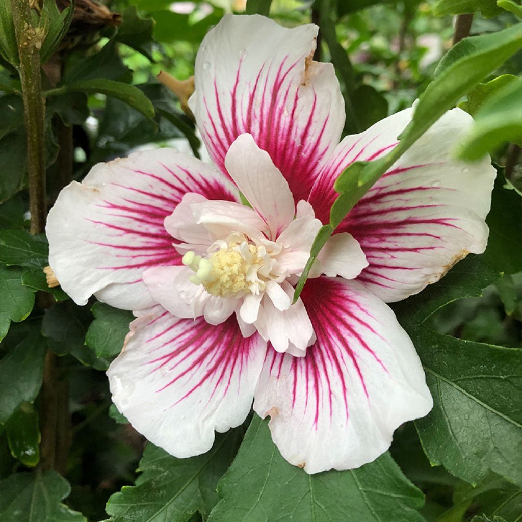Hibiscus syriacus Starburst Chiffon - Althéa