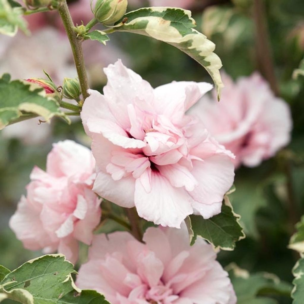 Altea Sugar Tip - Hibiscus syriacus