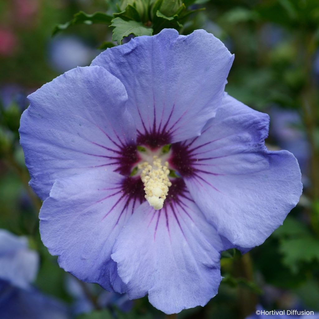 Hibiscus syriacus Sup'Blue - Rosa de Siria