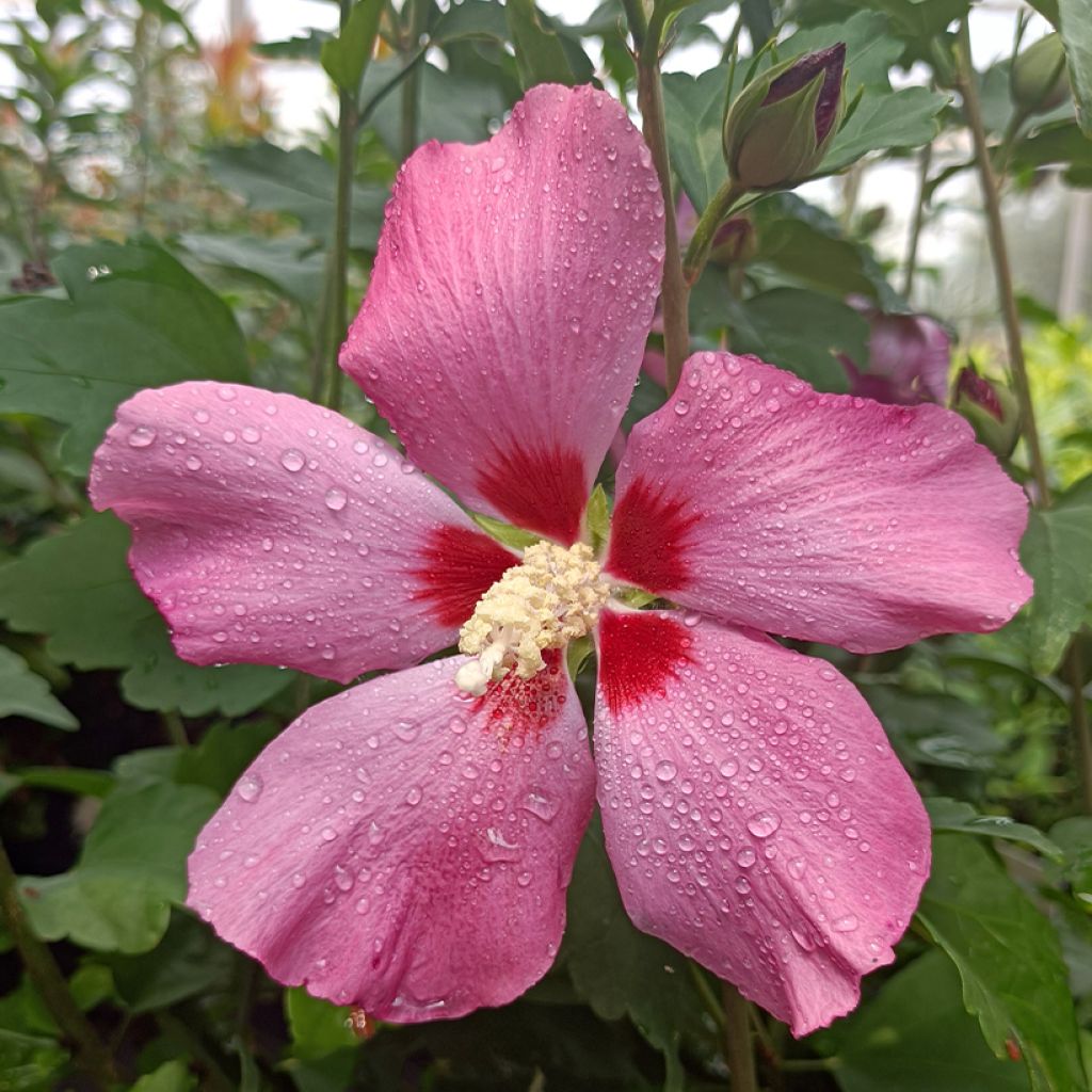 Altea Woodbridge - Hibiscus syriacus