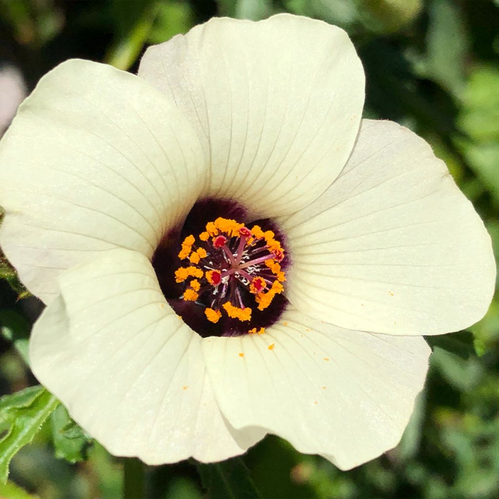 Hibiscus trionum - Aurora común
