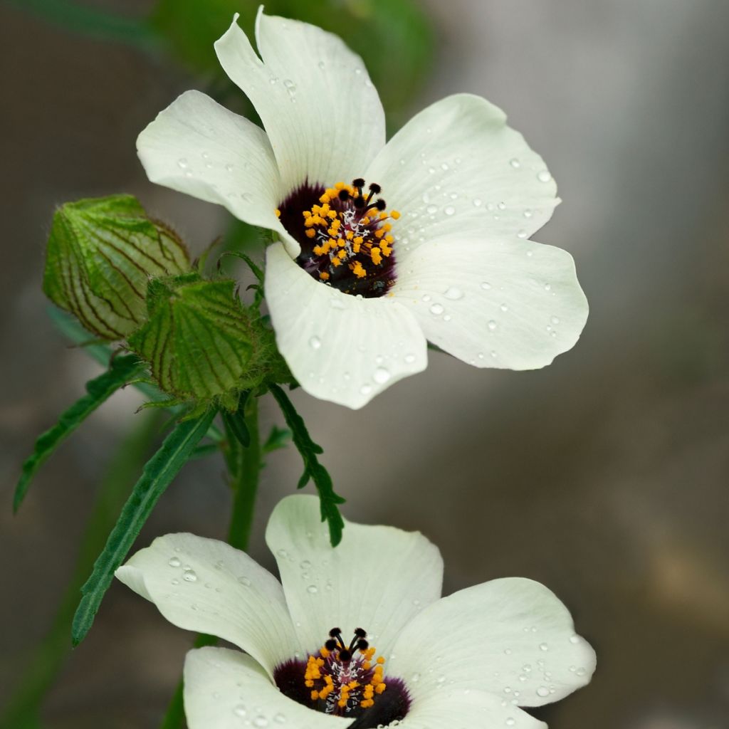 Hibiscus trionum - Aurora común