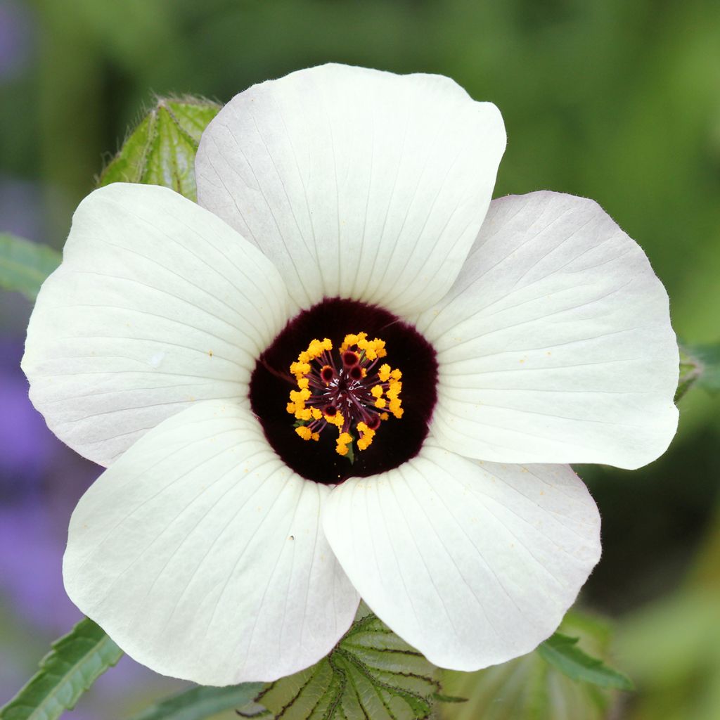 Hibiscus trionum - Aurora común