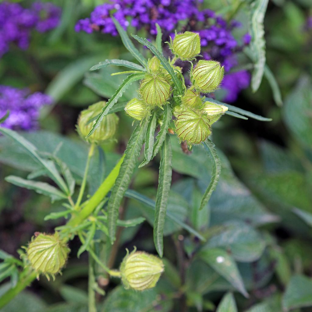 Hibiscus trionum - Aurora común
