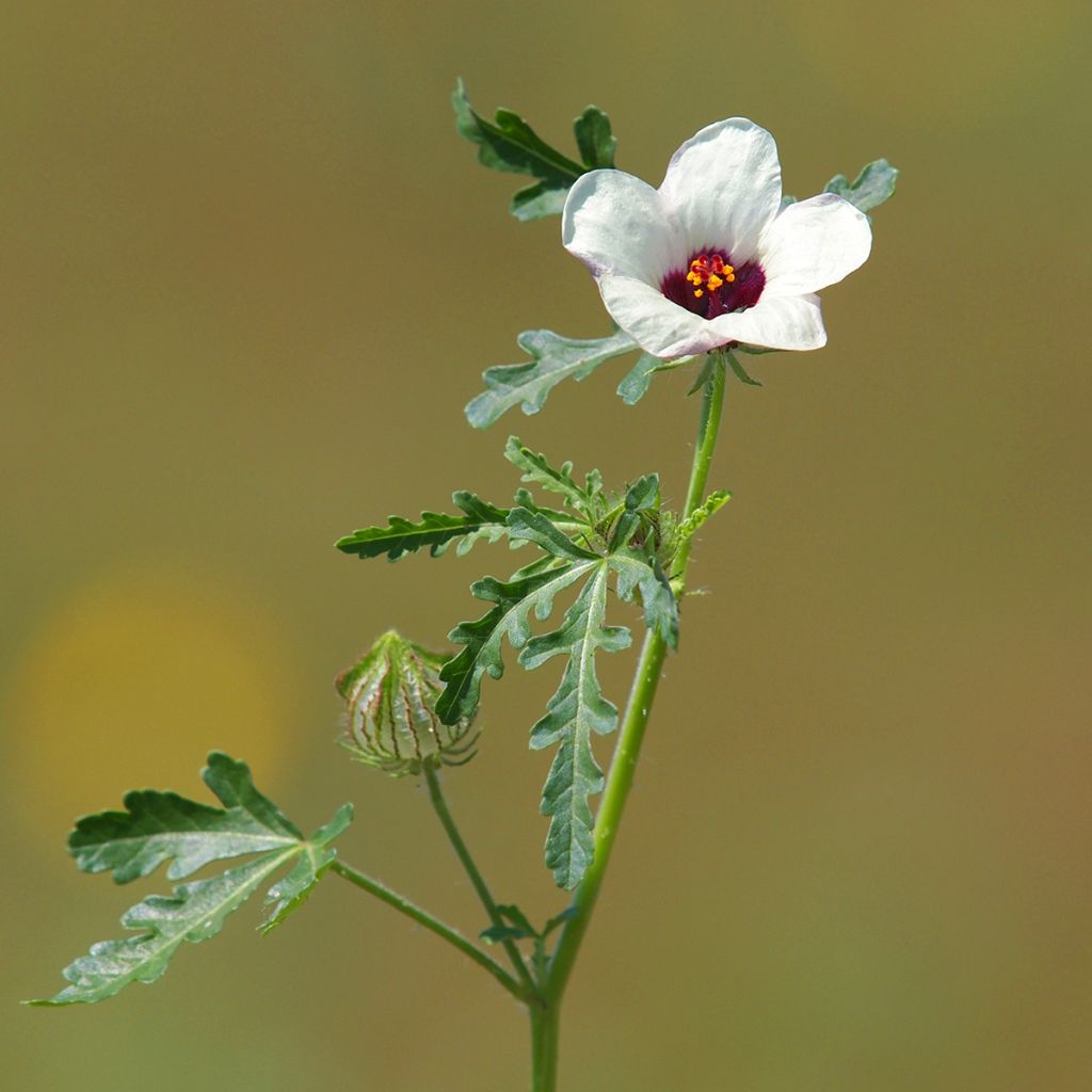 Hibiscus trionum - Aurora común