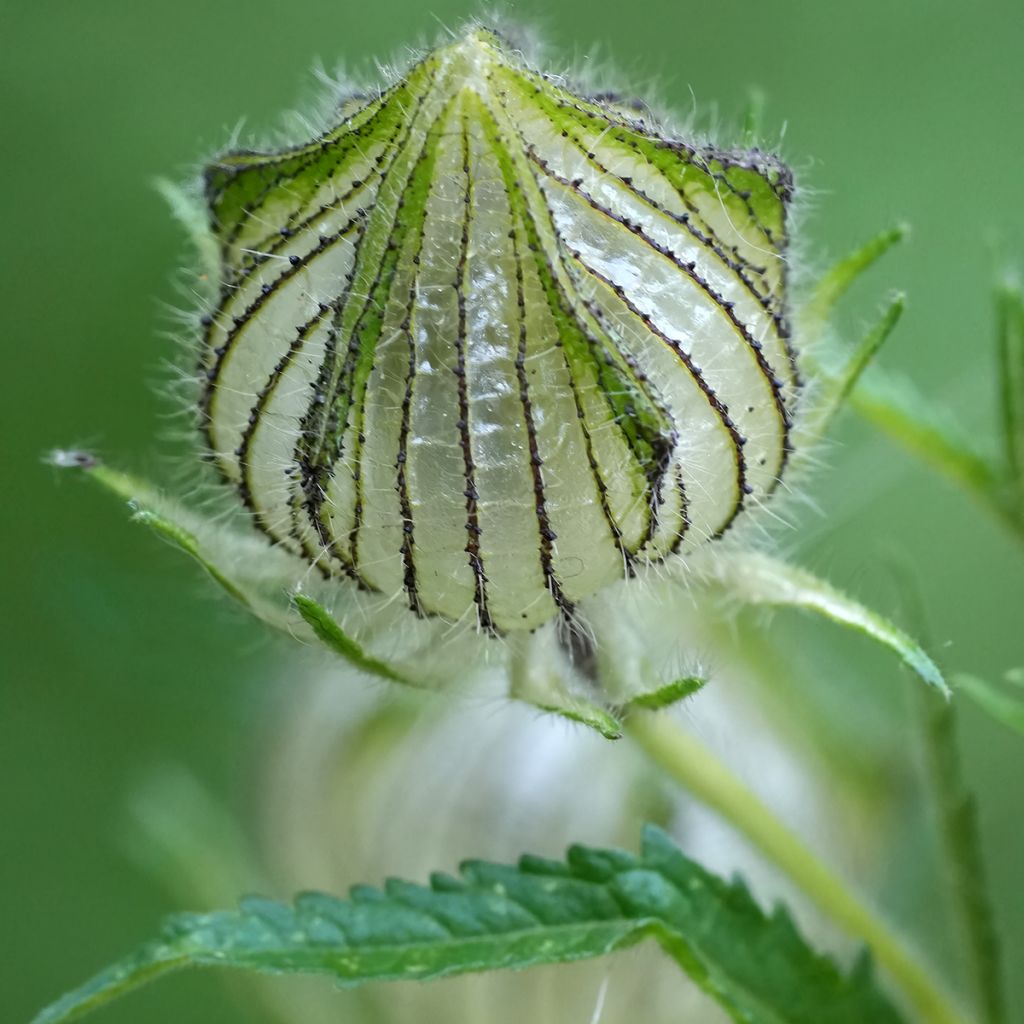Hibiscus trionum - Aurora común